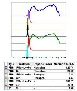 Phospho-Jak2 (Tyr1007, Tyr1008) Recombinant Rabbit Monoclonal Antibody