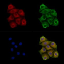 Invitrogen Claudin 6 Monoclonal Antibody (AFB17981) 100 &mu;L; Unconjugated:Antibodies,