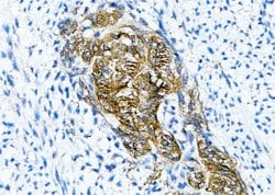 Invitrogen Claudin 6 Monoclonal Antibody (AFB17981) 100 &mu;L; Unconjugated:Antibodies,