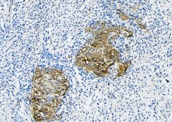 Invitrogen Claudin 6 Monoclonal Antibody (AFB17981) 100 &mu;L; Unconjugated:Antibodies,