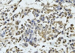Invitrogen Claudin 6 Monoclonal Antibody (AFB17981) 100 &mu;L; Unconjugated:Antibodies,