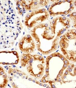 Invitrogen beta Tubulin Monoclonal Antibody (87CT59.3.7) 400 &mu;L; Unconjugated:Antibodies,