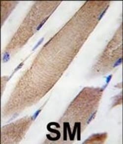 Invitrogen CLIC4 Monoclonal Antibody (17CT9.2.8) 100 &mu;L; Unconjugated:Antibodies,