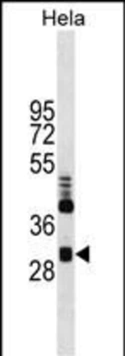 Invitrogen CLIC4 Monoclonal Antibody (17CT9.2.8) 100 &mu;L; Unconjugated:Antibodies,