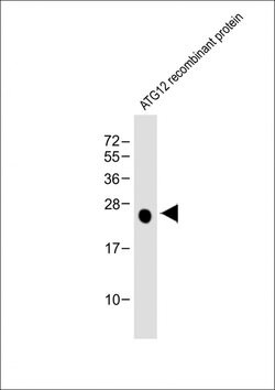 Invitrogen&trade;&nbsp;ATG12 Monoclonal Antibody (43CT73.3.5.5.4)