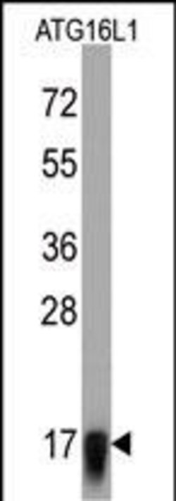 Invitrogen ATG16L1 Monoclonal Antibody (54CT27.2.6) 400 &mu;L | Buy Online | Invitrogen&trade; | Fisher Scientific