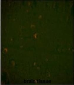 Invitrogen Beclin 1 Monoclonal Antibody (117CT2.5.1.1) 100 &mu;L; Unconjugated:Antibodies,