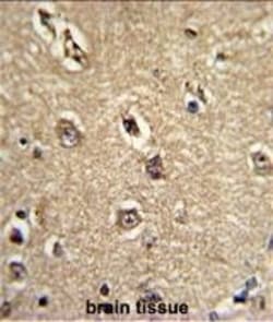 Invitrogen Beclin 1 Monoclonal Antibody (117CT2.5.1.1) 100 &mu;L; Unconjugated:Antibodies,