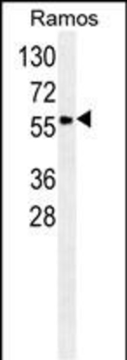 Invitrogen SERPINA9 Monoclonal Antibody (136CT29.7.4) 400 &mu;L; Unconjugated:Antibodies,