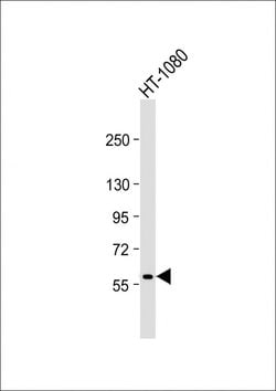 Invitrogen MMP14 Monoclonal Antibody (133CT15.10.5.1) 400 &mu;L; Unconjugated:Antibodies,