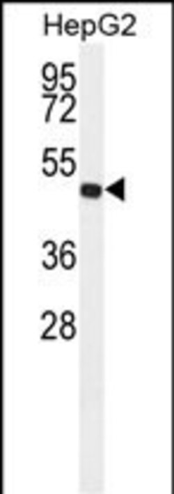Invitrogen ALDH3A2 Monoclonal Antibody (151CT1.3.1) 100 &mu;L; Unconjugated:Antibodies,
