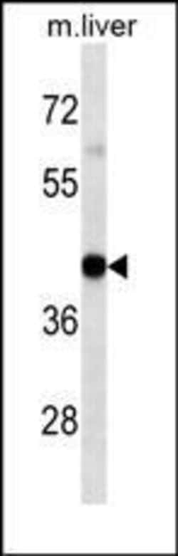 Invitrogen HLA-A Monoclonal Antibody (7G7F9) 400 &mu;L; Unconjugated:Antibodies,