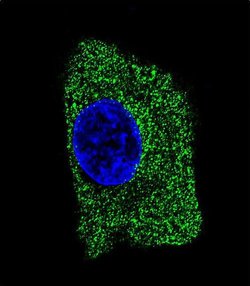 Invitrogen LAMP2 Monoclonal Antibody (157CT16.6.6) 400 &mu;L; Unconjugated:Antibodies,