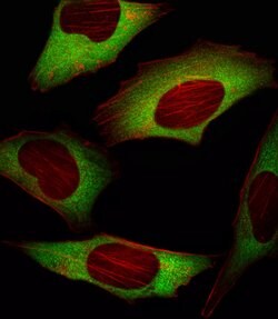 Invitrogen eIF4E Monoclonal Antibody (163CT48.1.9) 400 &mu;L; Unconjugated:Antibodies,