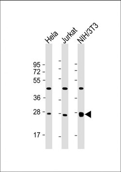 Invitrogen eIF4E Monoclonal Antibody (163CT48.1.9) 400 &mu;L; Unconjugated:Antibodies,