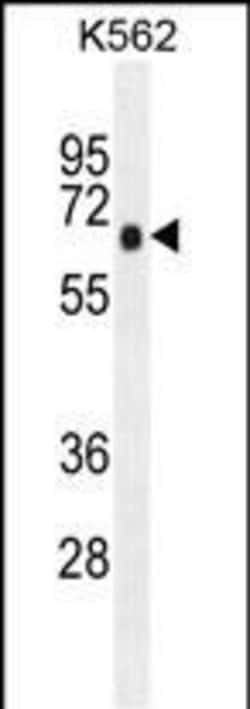 Invitrogen AMPK alpha-1 Monoclonal Antibody (167CT22.1.6) 400 &mu;L; Unconjugated:Antibodies,