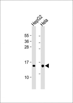 Invitrogen THEM2 Monoclonal Antibody (169CT7.1.3) 400 μL; Unconjugated:Antibodies,