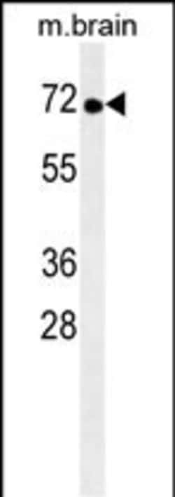 Invitrogen TNK1 Monoclonal Antibody (170CT7.5.4) 400 &mu;L; Unconjugated:Antibodies,