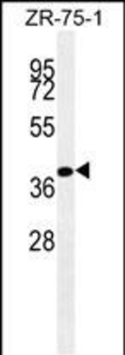 Invitrogen BMP-4 Monoclonal Antibody (192CT7.2.6) 400 &mu;L; Unconjugated:Antibodies,