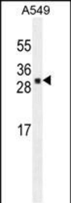 Invitrogen UBTD1 Monoclonal Antibody (189CT14.5.4) 400 &mu;L; Unconjugated:Antibodies,