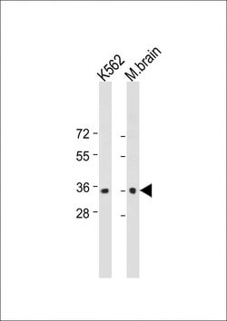 Invitrogen CAB39 Monoclonal Antibody (198CT13.9.1) 400 &mu;L; Unconjugated:Antibodies,