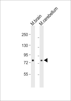 Invitrogen RSK1 Monoclonal Antibody (205CT18.3.1) 400 &mu;L; Unconjugated:Antibodies,
