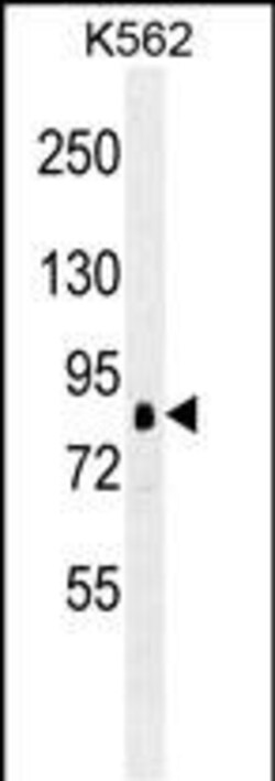 Invitrogen RSK1 Monoclonal Antibody (205CT18.3.1) 400 &mu;L; Unconjugated:Antibodies,