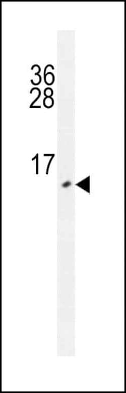 Invitrogen URM1 Monoclonal Antibody (182CT27.2.2) 400 &mu;L; Unconjugated:Antibodies,