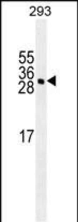Invitrogen GAS41 Monoclonal Antibody (204CT4.7.2) 400 &mu;L; Unconjugated:Antibodies,