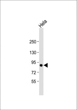Invitrogen TGM2 Monoclonal Antibody (207CT39.5.5) 100 &mu;L; Unconjugated:Antibodies,