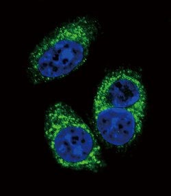 Invitrogen TGF beta-2 Monoclonal Antibody (220ct16.4.3.1) 400 &mu;L; Unconjugated:Antibodies,