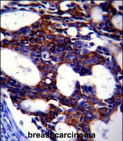 Invitrogen TGF beta-2 Monoclonal Antibody (220ct16.4.3.1) 400 &mu;L; Unconjugated:Antibodies,