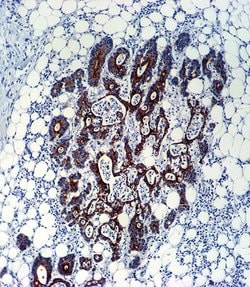 Invitrogen TGF beta-2 Monoclonal Antibody (220ct16.4.3.1) 400 &mu;L; Unconjugated:Antibodies,