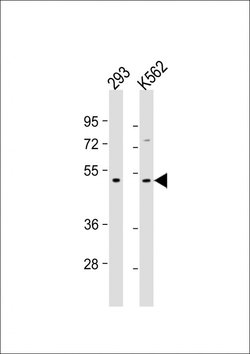 Invitrogen TGF beta-2 Monoclonal Antibody (220ct16.4.3.1) 400 &mu;L; Unconjugated:Antibodies,