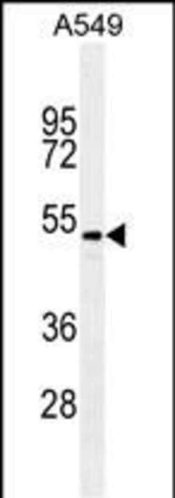 Invitrogen TGF beta-2 Monoclonal Antibody (220ct16.4.3.1) 400 &mu;L; Unconjugated:Antibodies,