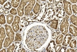 Invitrogen TGF beta-2 Monoclonal Antibody (220ct16.4.3.1) 400 &mu;L; Unconjugated:Antibodies,