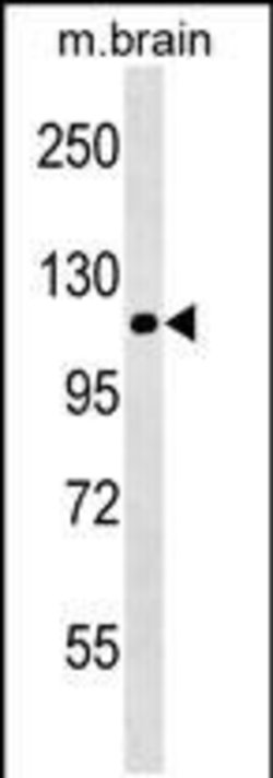 Invitrogen NALP12 Monoclonal Antibody (228CT4.1.3) 400 &mu;L; Unconjugated:Antibodies,