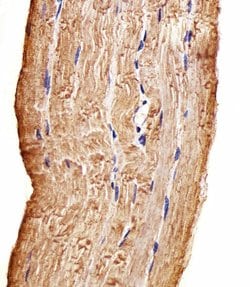 Invitrogen MAP4K3 Monoclonal Antibody (219CT8.3.1) 400 &mu;L; Unconjugated:Antibodies,
