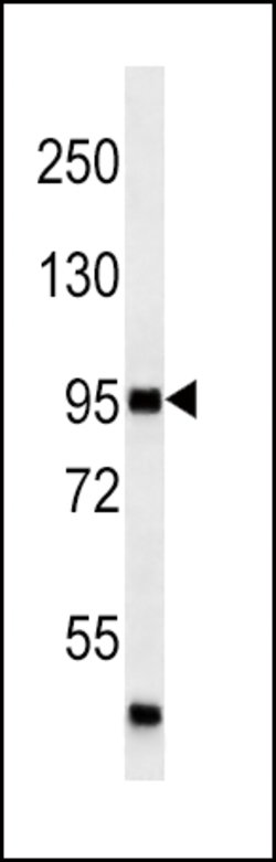 Invitrogen MAP4K3 Monoclonal Antibody (219CT8.3.1) 400 &mu;L; Unconjugated:Antibodies,