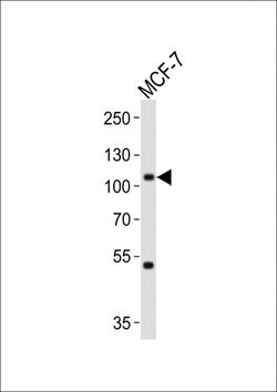 Invitrogen MAP4K3 Monoclonal Antibody (219CT8.3.1) 400 &mu;L; Unconjugated:Antibodies,