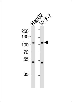 Invitrogen MAP4K3 Monoclonal Antibody (219CT8.3.1) 400 &mu;L; Unconjugated:Antibodies,