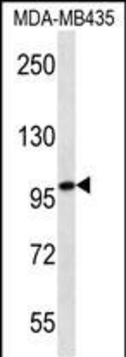 Invitrogen MYO1C Monoclonal Antibody (221CT4.7.2.4) 100 &mu;L; Unconjugated:Antibodies,