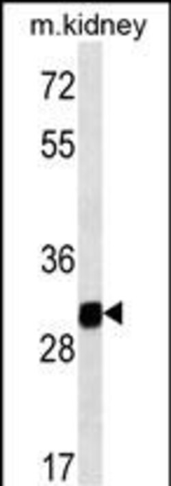 Invitrogen GNPDA1 Monoclonal Antibody (237CT2.5.2) 400 &mu;L; Unconjugated:Antibodies,