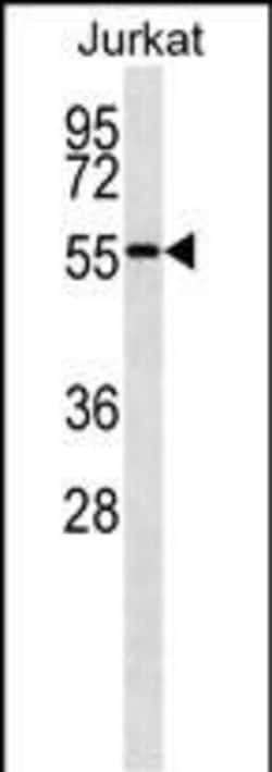 Invitrogen NUP50 Monoclonal Antibody (247CT10.2.5) 100 &mu;L; Unconjugated:Antibodies,