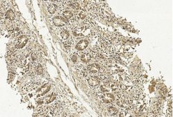 Invitrogen METAP1 Monoclonal Antibody (248CT14.6.1) 400 &mu;L; Unconjugated:Antibodies,