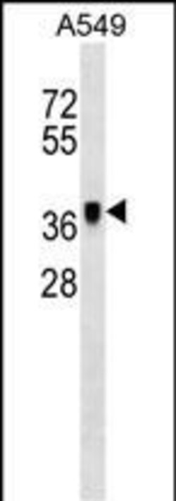 Invitrogen METAP1 Monoclonal Antibody (248CT14.6.1) 400 &mu;L; Unconjugated:Antibodies,