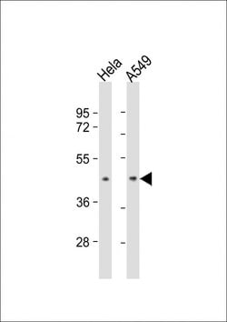 Invitrogen BMI-1 Monoclonal Antibody (282CT3.7.6) 400 &mu;L; Unconjugated:Antibodies,