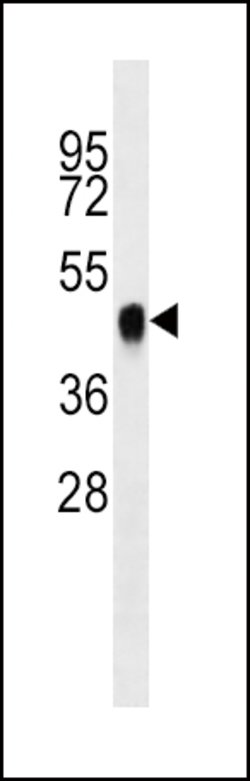 Invitrogen BMI-1 Monoclonal Antibody (282CT3.7.6) 400 &mu;L; Unconjugated:Antibodies,