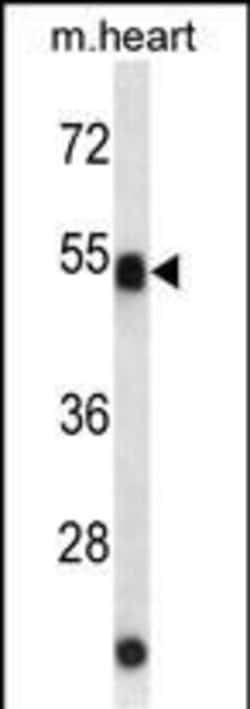 ATG4C Monoclonal Antibody (287CT12.2.2):Antibodies, Monoclonal