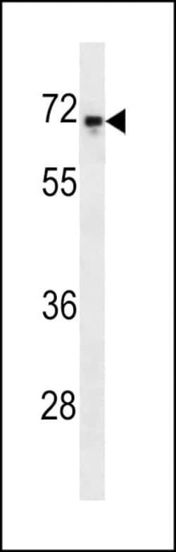 Invitrogen c-Rel Monoclonal Antibody (318CT41.3.2) 400 &mu;L; Unconjugated:Antibodies,